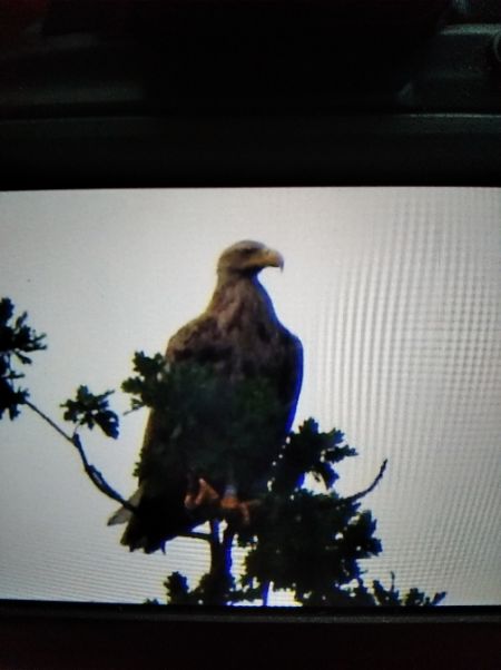 bielik  - Andrzej Lipiński