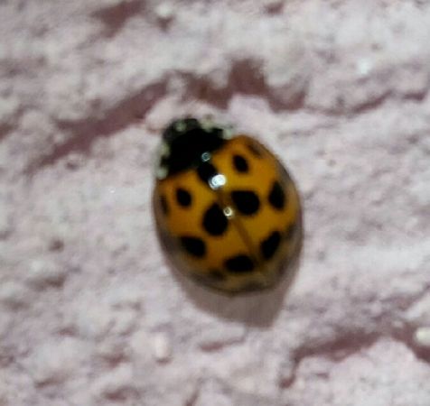 Coccinelle asiatique  - Thomas Lux