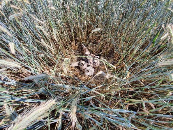 Wiesenweihe  - Tomasz Chodkiewicz