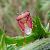 Carpocoris purpureipennis  - Thomas Lux
