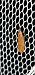Dichomeris acuminatus  - Melchior Viallet