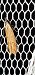 Dichomeris acuminatus  - Melchior Viallet
