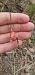 Bembecia ichneumoniformis  - Melchior Viallet