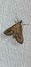 Metasia corsicalis  - Melchior Viallet
