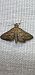 Metasia corsicalis  - Melchior Viallet