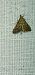 Metasia corsicalis  - Melchior Viallet