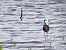 Black-winged Stilt  - Marcin Charymski