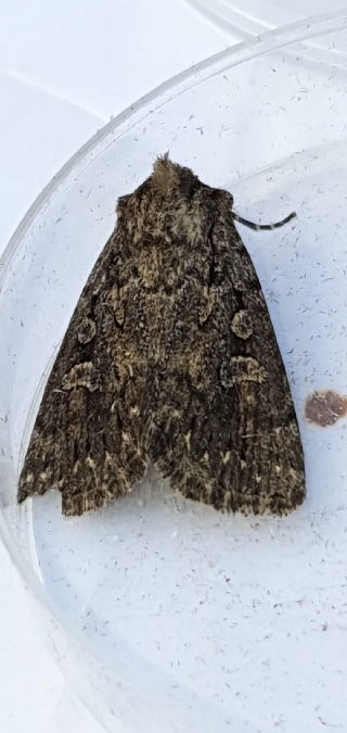 Yigoga nigrescens  - Melchior Viallet