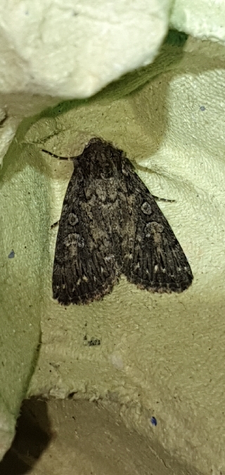 Yigoga nigrescens  - Melchior Viallet