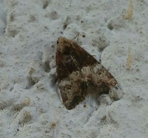 Mesoligia furuncula  - Thomas Lux