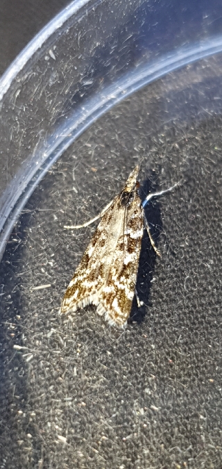 Eudonia sudetica  - Melchior Viallet