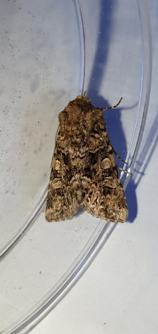 Hadena perplexa  - Melchior Viallet