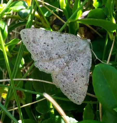 Elophos dilucidaria  - Thomas Lux