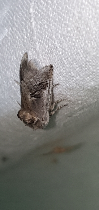 Parahypopta caestrum  - Melchior Viallet