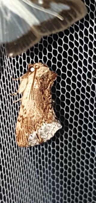 Bombyx capuchon  - Melchior Viallet
