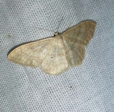 Idaea straminata  - Thomas Lux