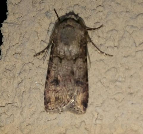 Noctuelle des moissons  - Thomas Lux