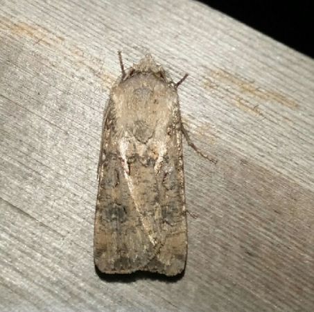 Noctuelle des moissons  - Thomas Lux