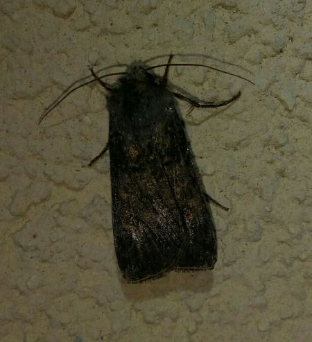 Noctuelle des moissons  - Thomas Lux