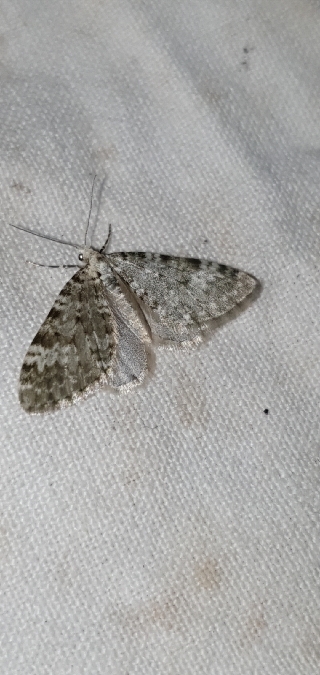 Perizoma incultaria  - Melchior Viallet