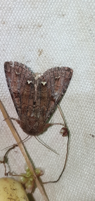 Ceramica pisi  - Melchior Viallet