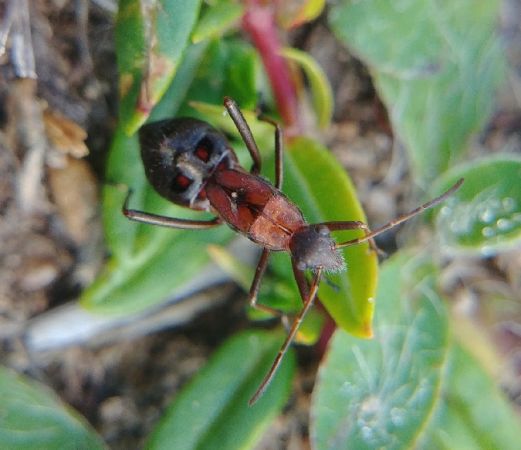 Alydus calcaratus 