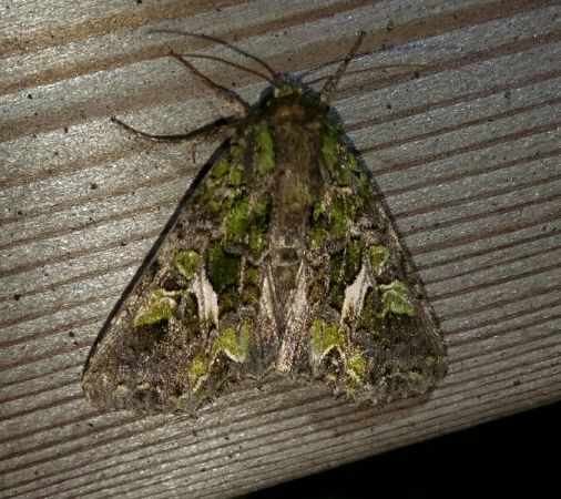 Trachea atriplicis  - Thomas Lux