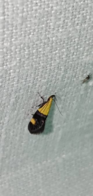 Oecophora bractella  - Melchior Viallet