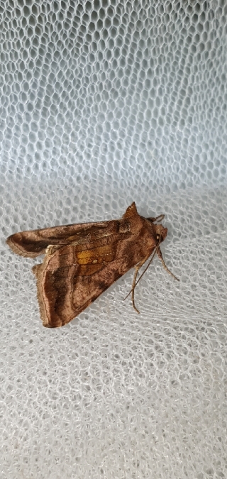 Autographa jota  - Melchior Viallet