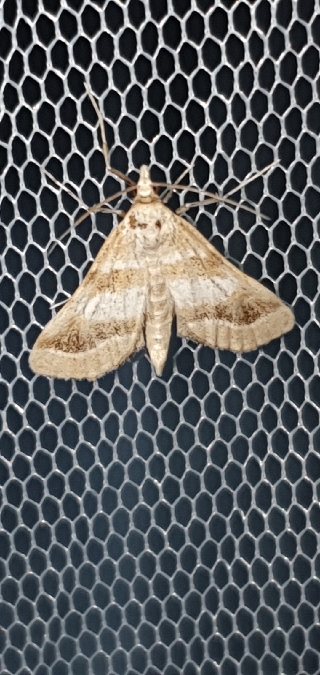 Metasia suppandalis  - Melchior Viallet