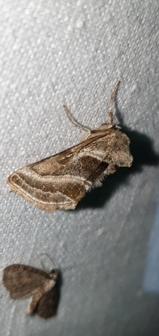 Euchalcia variabilis  - Melchior Viallet
