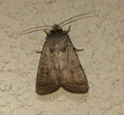 Hoplodrina octogenaria  - Thomas Lux