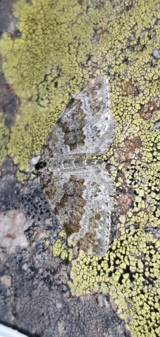 Entephria caeruleata  - Melchior Viallet