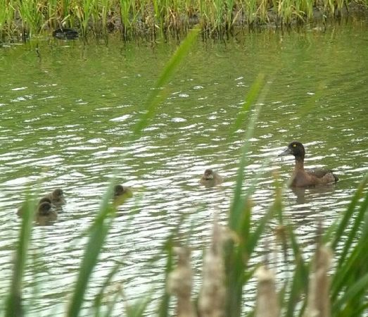Reiherente  - Tomasz Zarzycki