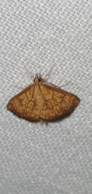 Ecpyrrhorrhoe rubiginalis  - Melchior Viallet