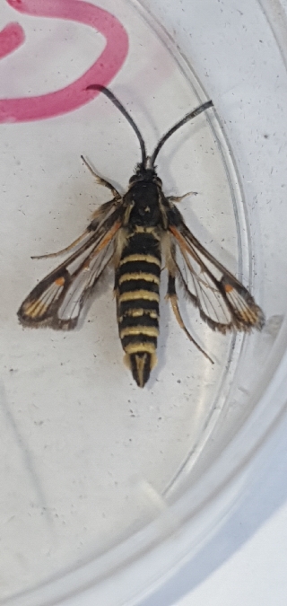Bembecia albanensis  - Melchior Viallet