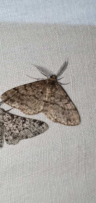 Deileptenia ribeata  - Melchior Viallet