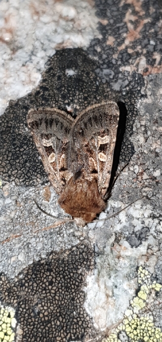 Chersotis ocellina  - Melchior Viallet