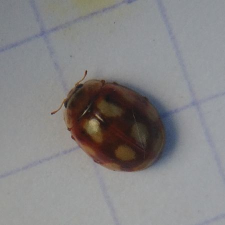 Calvia decemguttata 