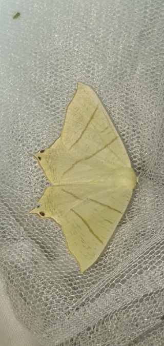 Ourapteryx sambucaria  - Melchior Viallet
