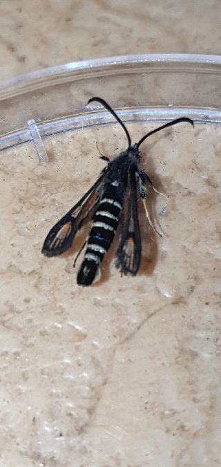 Bembecia ichneumoniformis  - Melchior Viallet