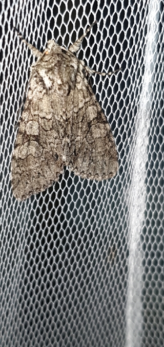 Polia nebulosa  - Melchior Viallet