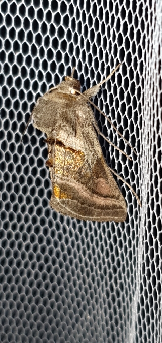 Euchalcia variabilis  - Melchior Viallet