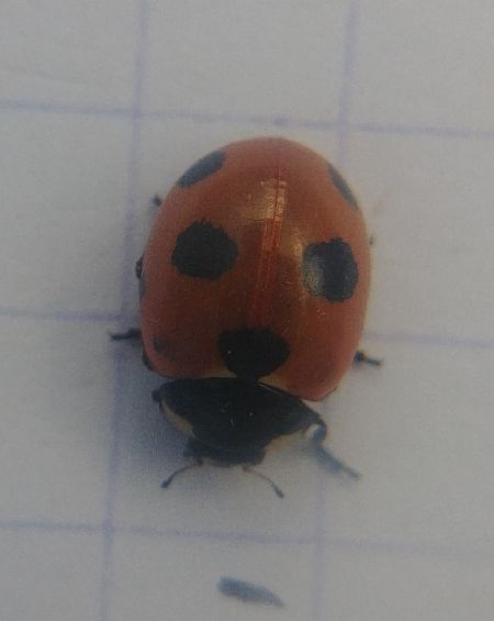 Coccinella magnifica 