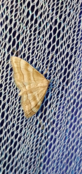 Idaea circuitaria  - Melchior Viallet