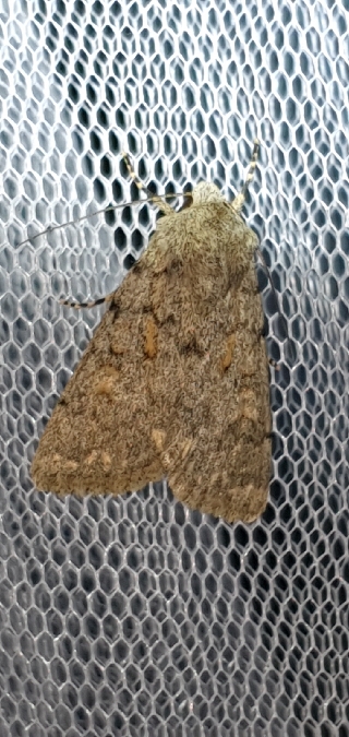 Dichagyris renigera  - Melchior Viallet