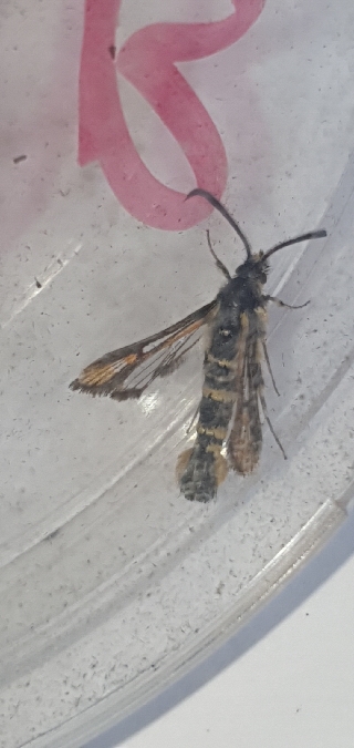 Bembecia uroceriformis  - Melchior Viallet