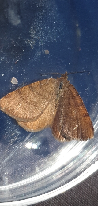 Macaria brunneata  - Melchior Viallet