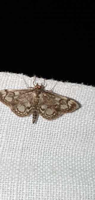 Anania coronata  - Melchior Viallet