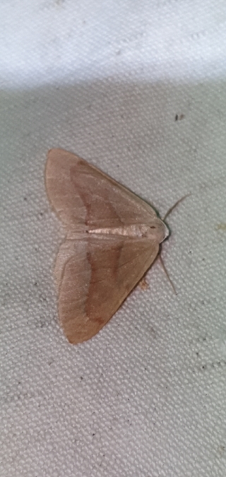 Hylaea fasciaria  - Melchior Viallet